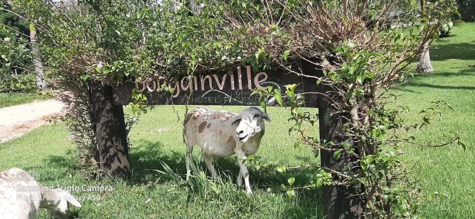 Animals
