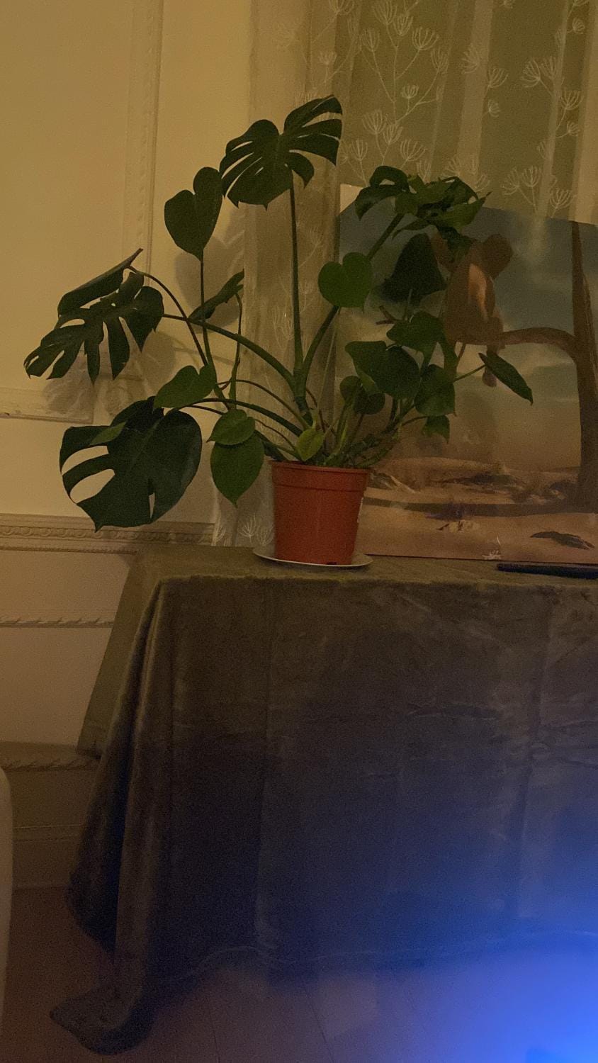 Hoff Apartment in Nice