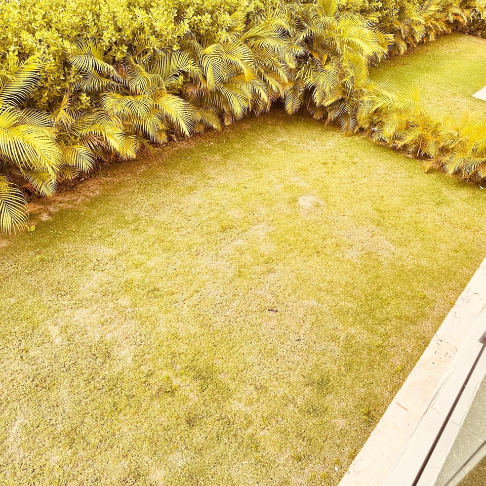 Summer, Garden
