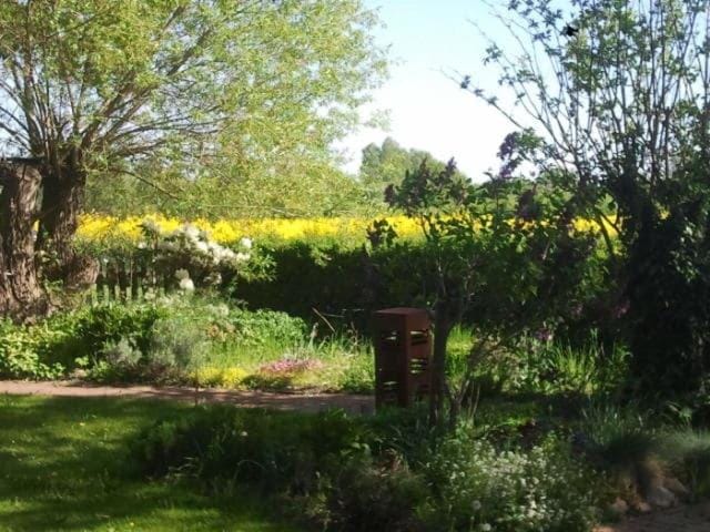 Garden view