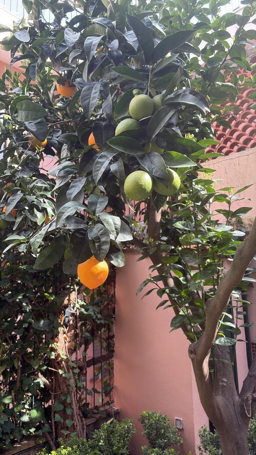Garden, Garden view