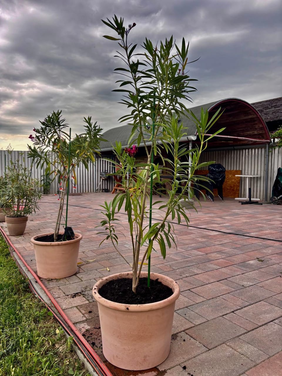 Natural landscape, Garden, Garden view