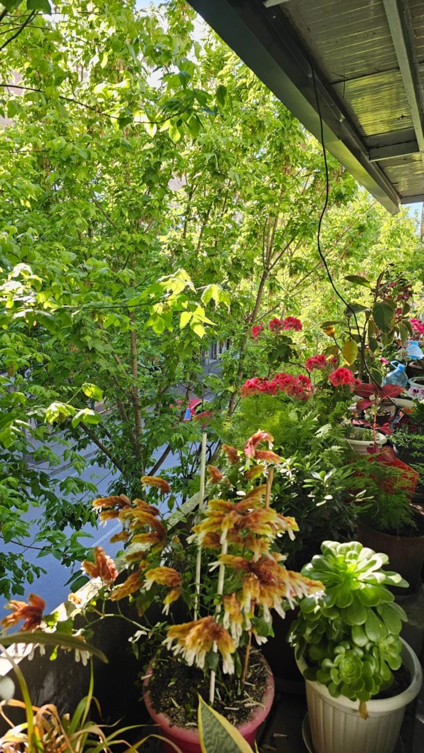 Day, Natural landscape, Garden view