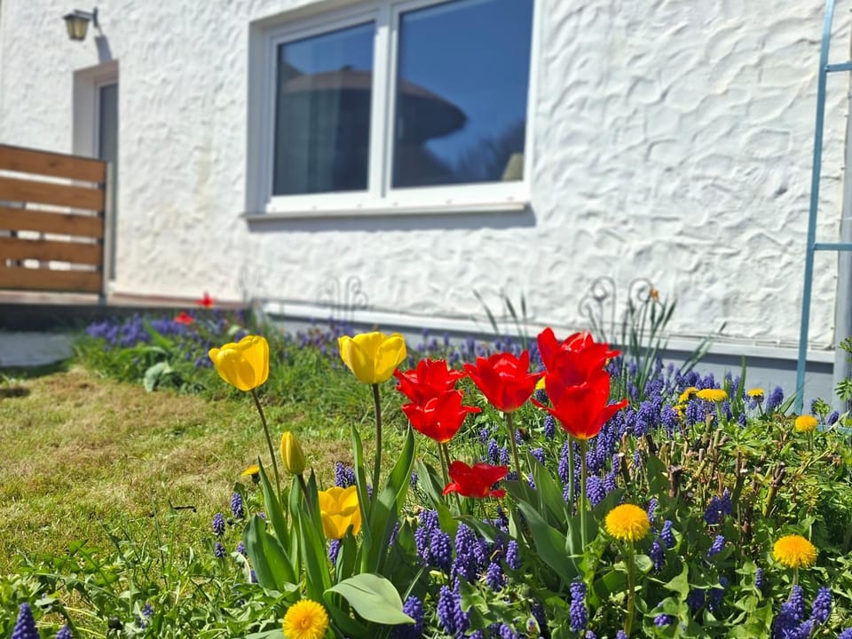Spring, Garden, Garden