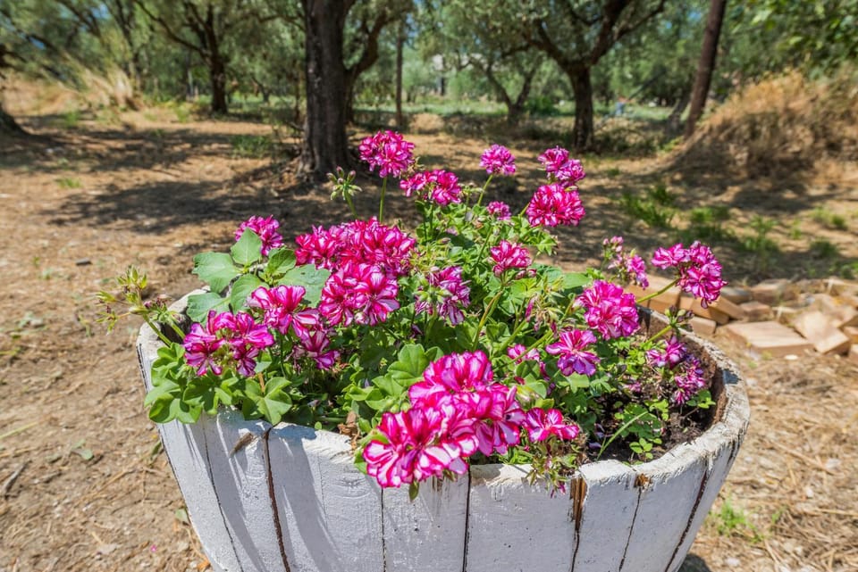 Spring, Day, Garden, Garden view