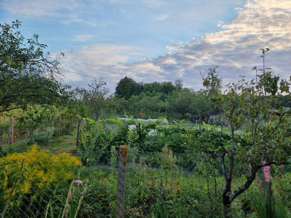 Day, Natural landscape, Garden view