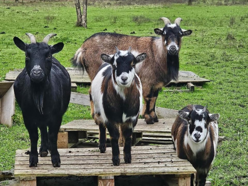 Animals
