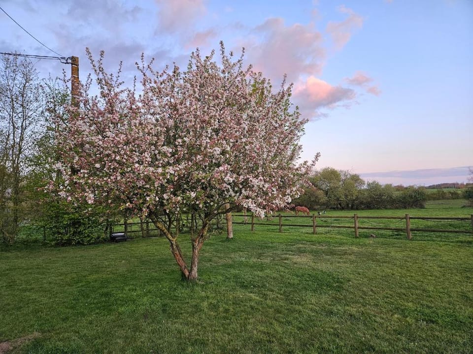 Natural landscape, Garden, Garden view