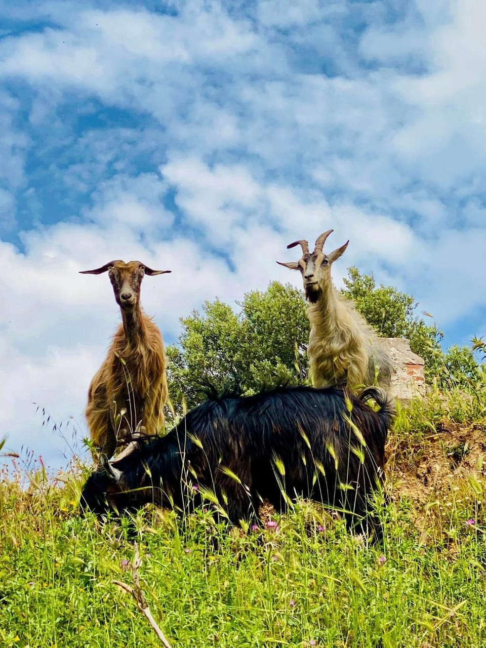 Day, Animals