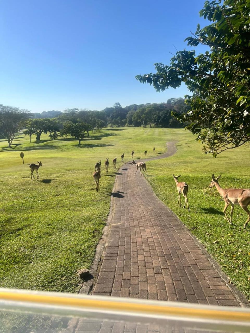 Natural landscape, Animals