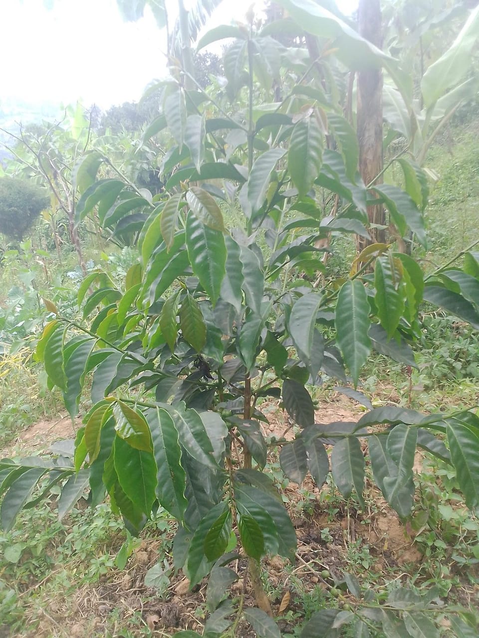 Lake bunyonyi DHA farm project Farm Stay in Uganda