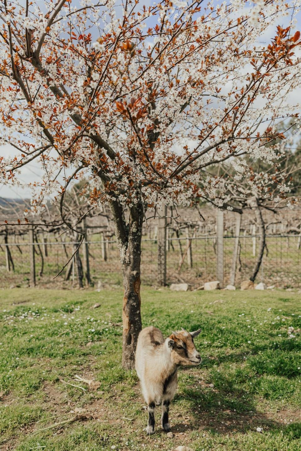 Spring, Day, Animals, Pets