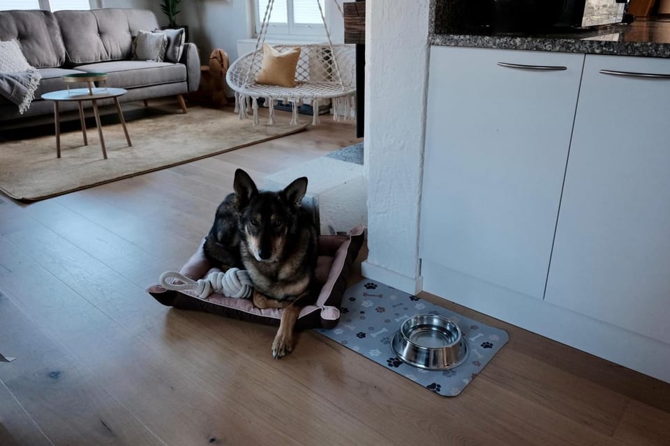 Kitchen or kitchenette, Living room, Pets, pet friendly