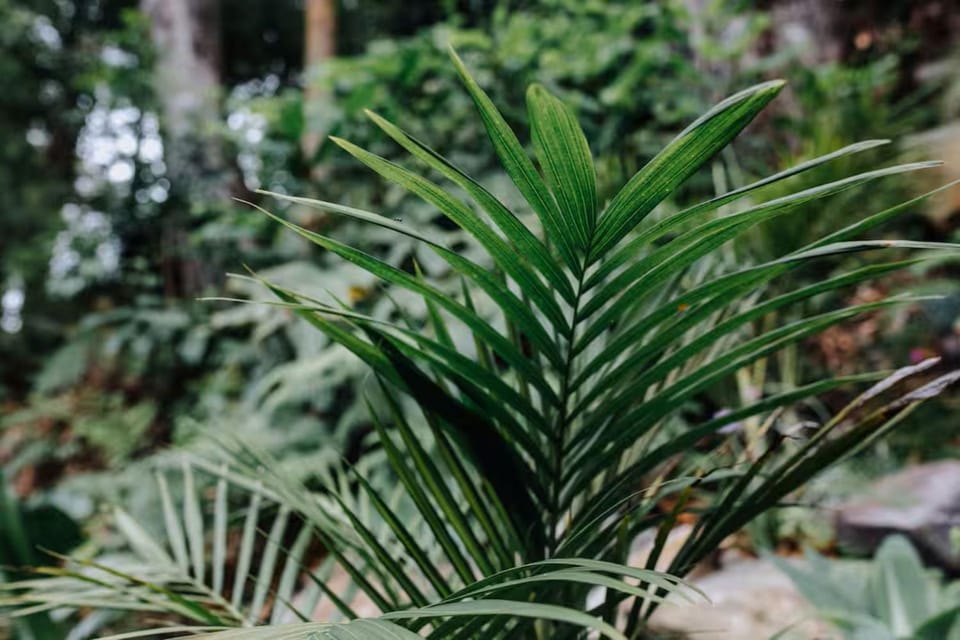 The Palm Collective where Relaxation Comes Naturally Apartment in Terrigal