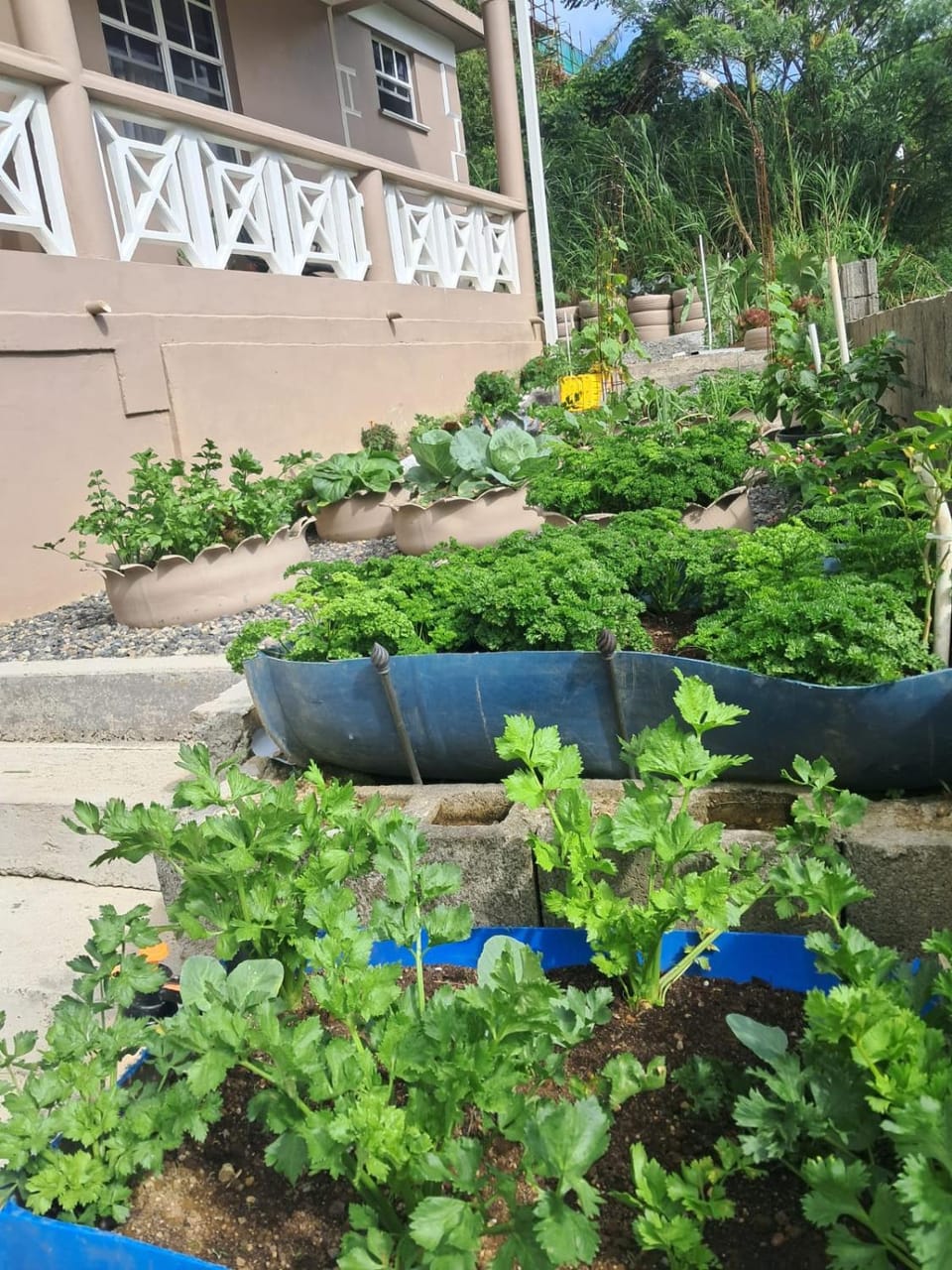 Garden