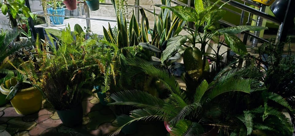 Garden