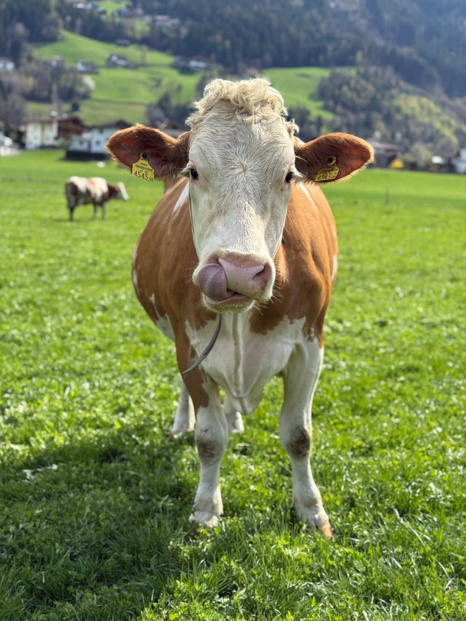 Spring, Day, Natural landscape, Animals