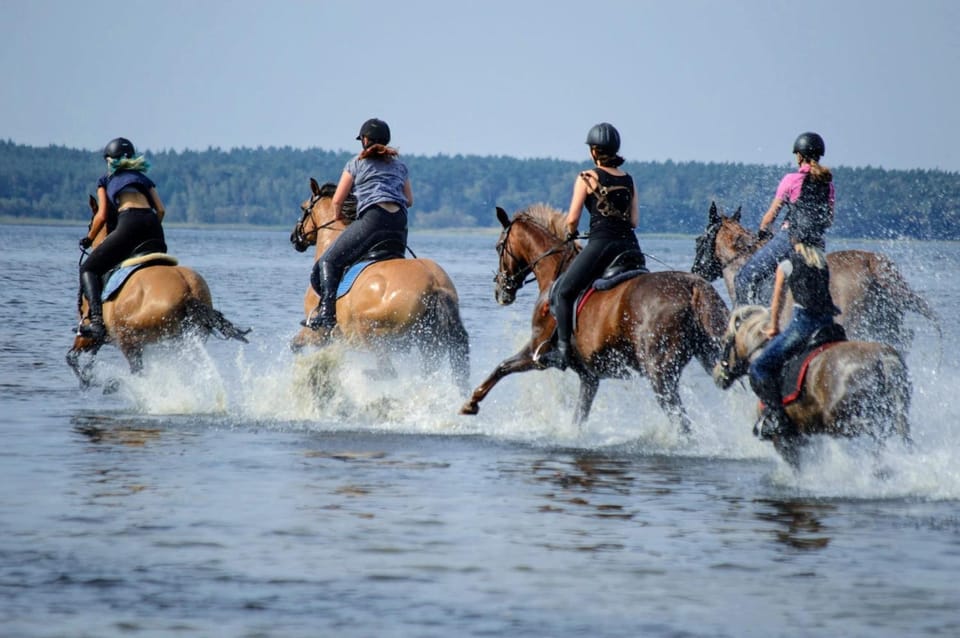 Day, Horse-riding, Animals, Lake view