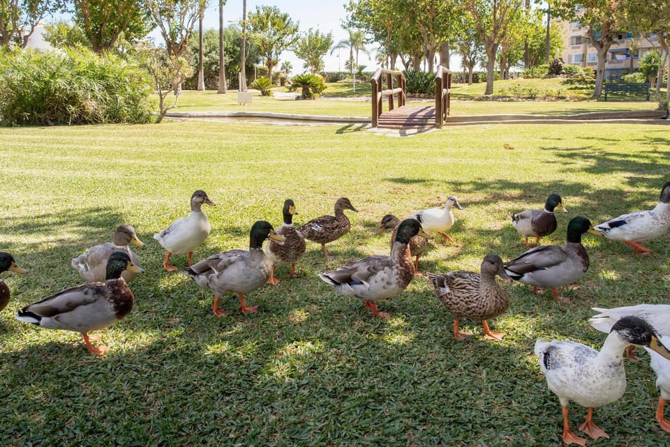 Day, Animals