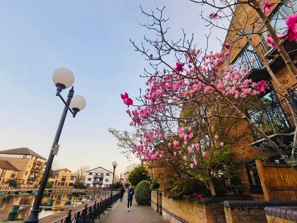 Spring, Day, Neighbourhood, Street view