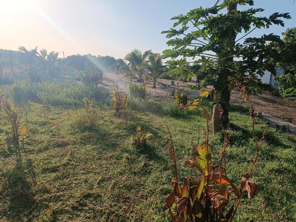 Day, Garden view