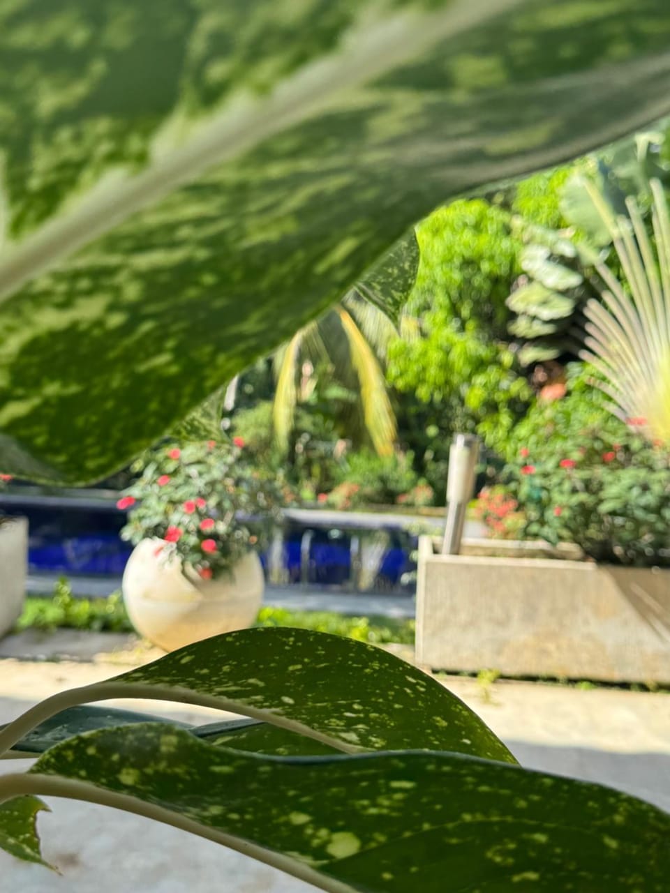 Garden, Garden view