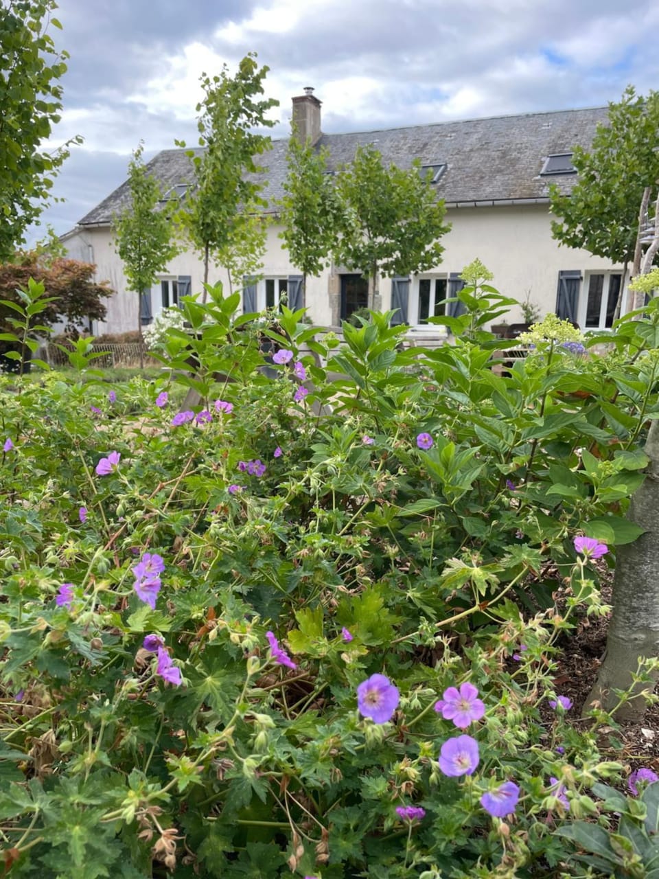 Natural landscape, Other, Garden view