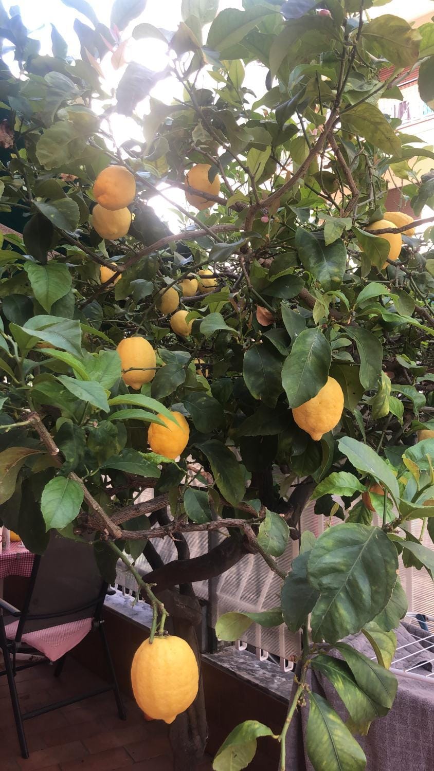 Casa nonna Angela Apartment in Liguria