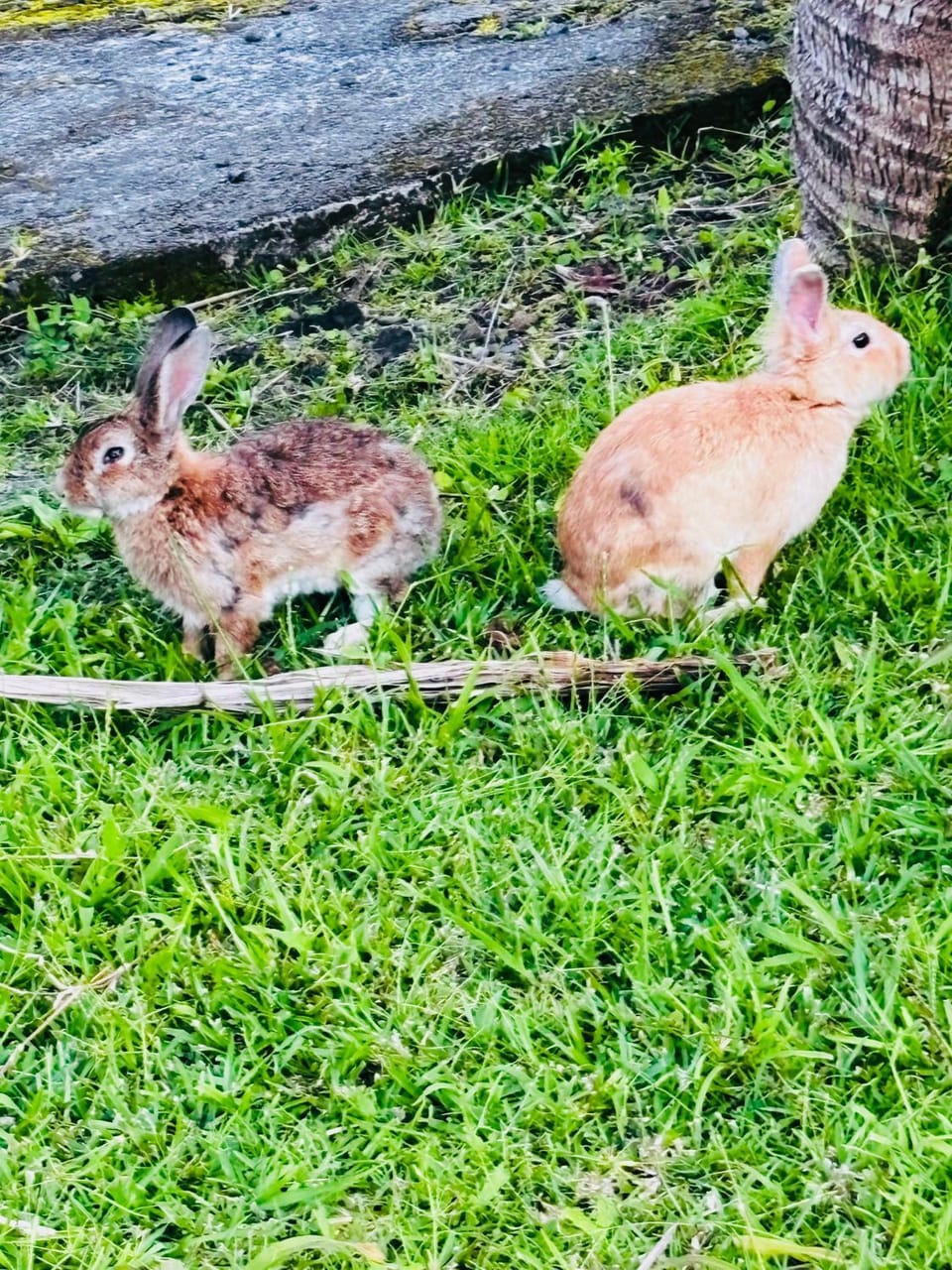 Day, Animals