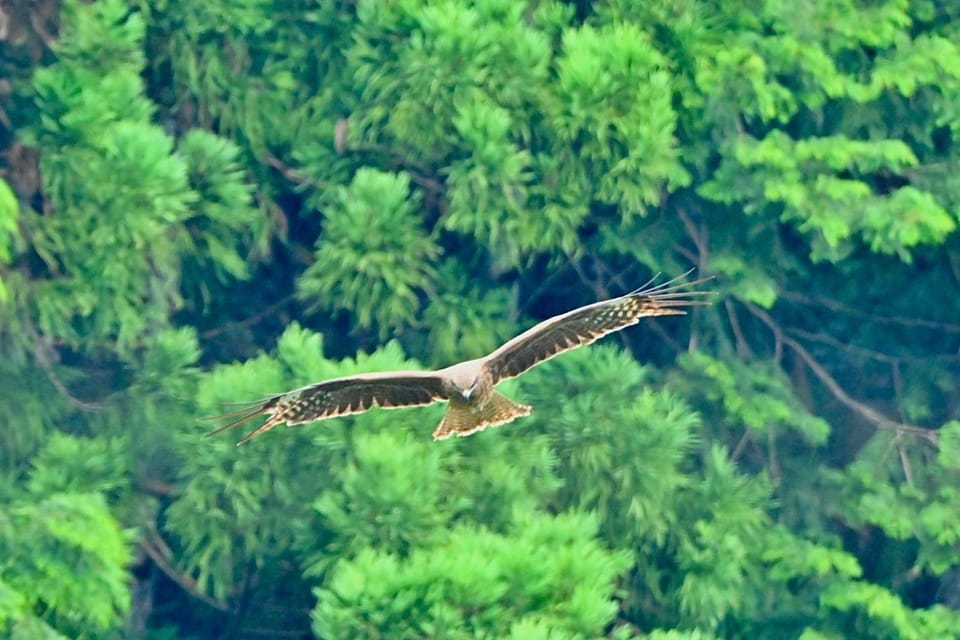 Natural landscape, Bird's eye view, Animals