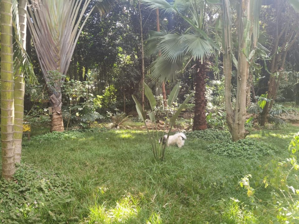 Garden view