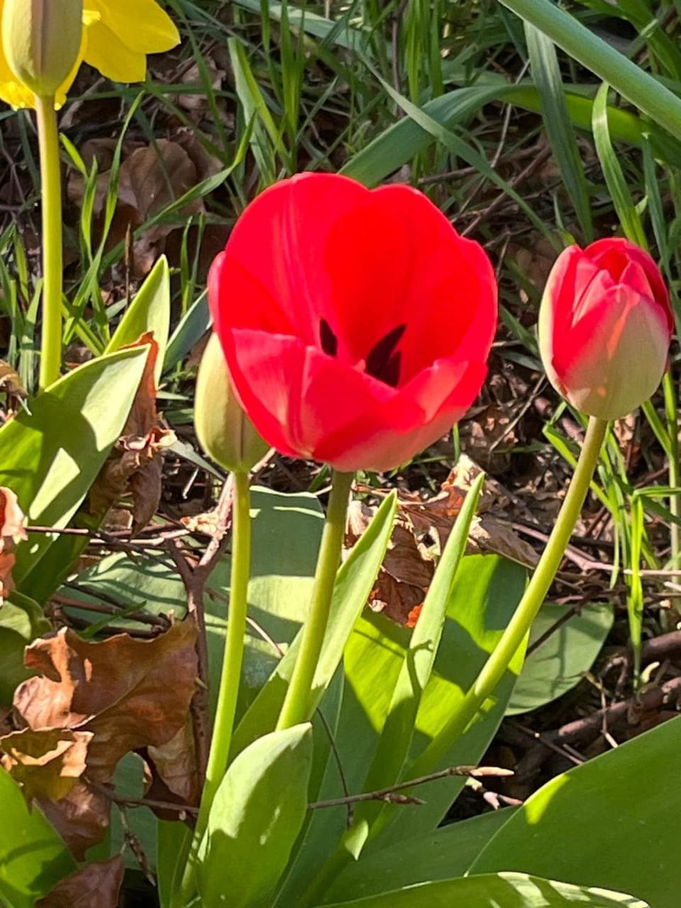 Family & Contractor 3-bed detached Home House in Boston