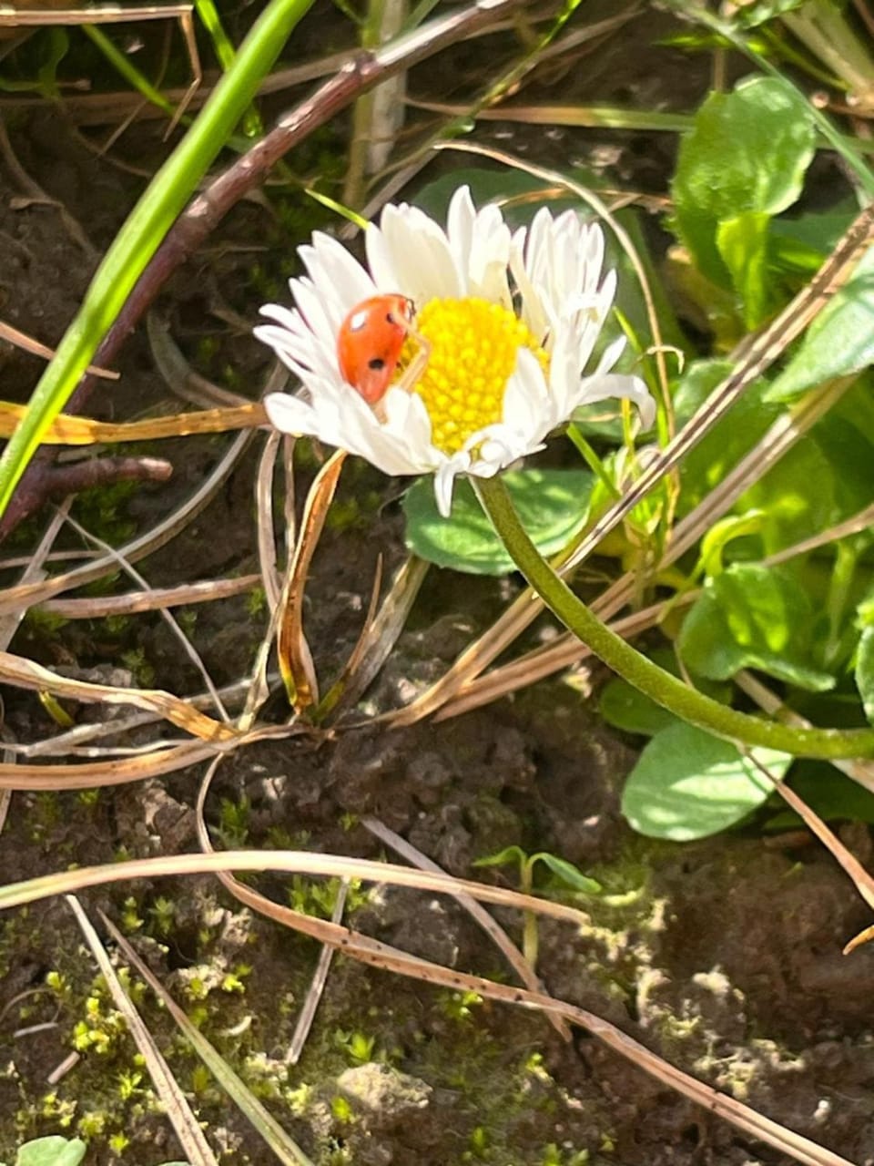 Family & Contractor 3-bed detached Home House in Boston