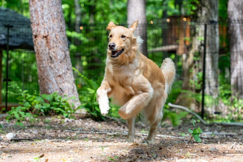 Activities, Animals, Animals, Pets, Pets, pet friendly, pet friendly
