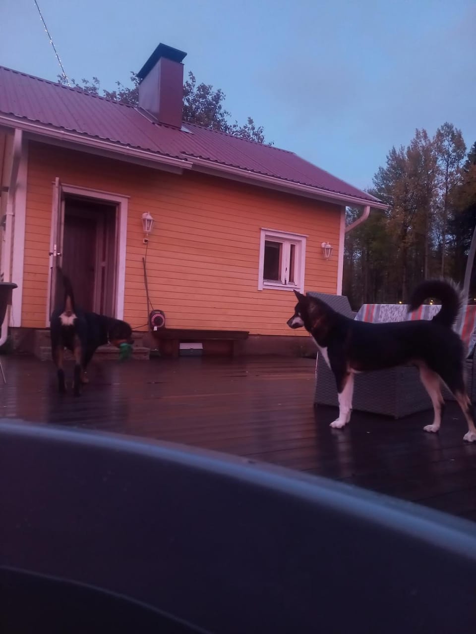 Sauna, Pets