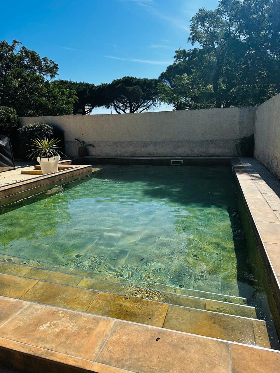 Garden, Garden view, Swimming pool