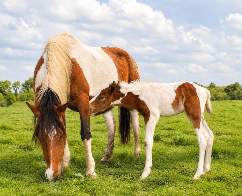 Day, Animals
