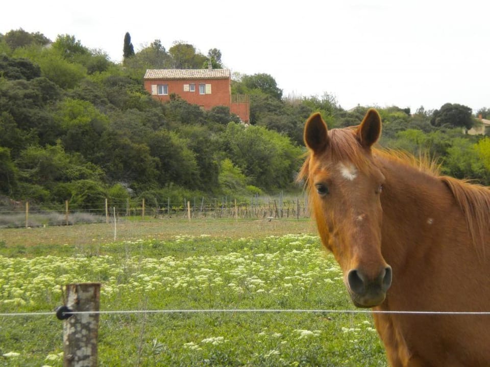 la serpolette House in Provence