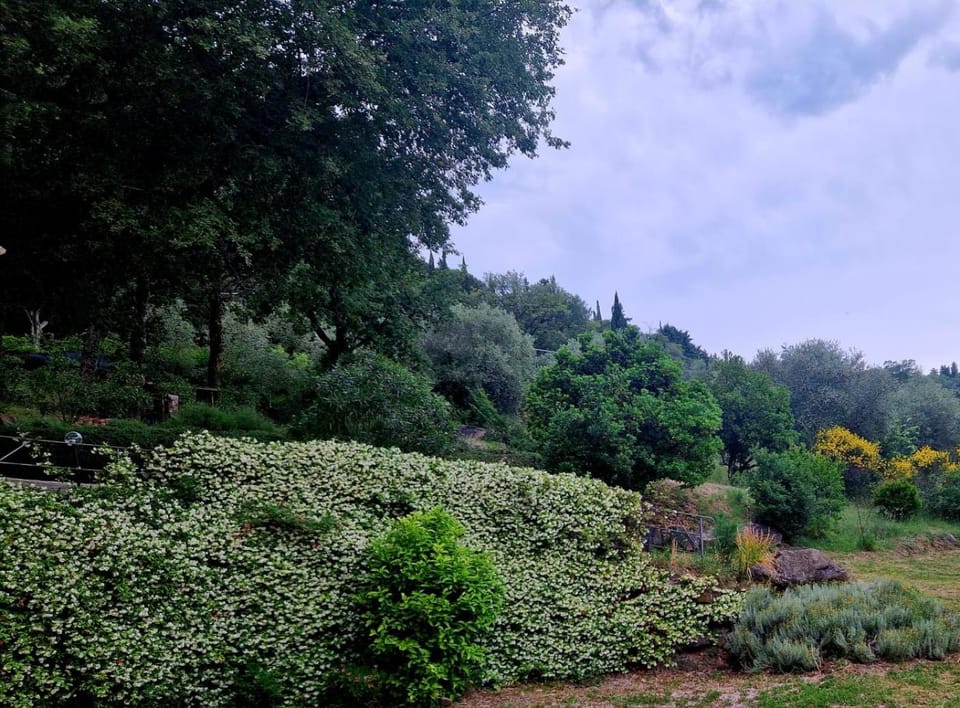 Garden, Garden view, Garden view