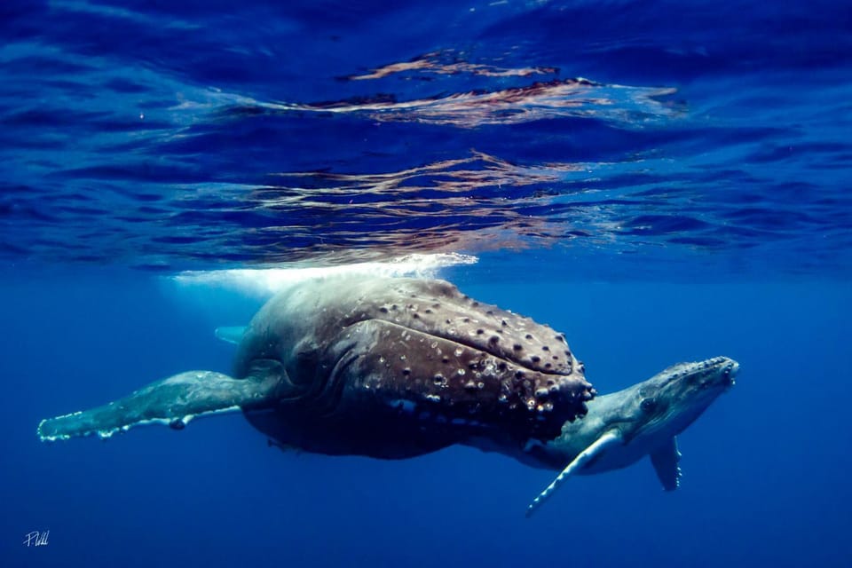 Natural landscape, Diving, Animals