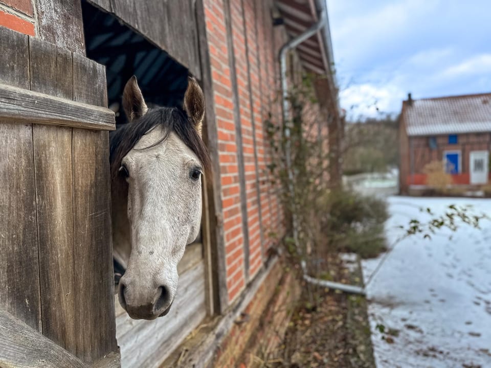 Horse-riding, Animals