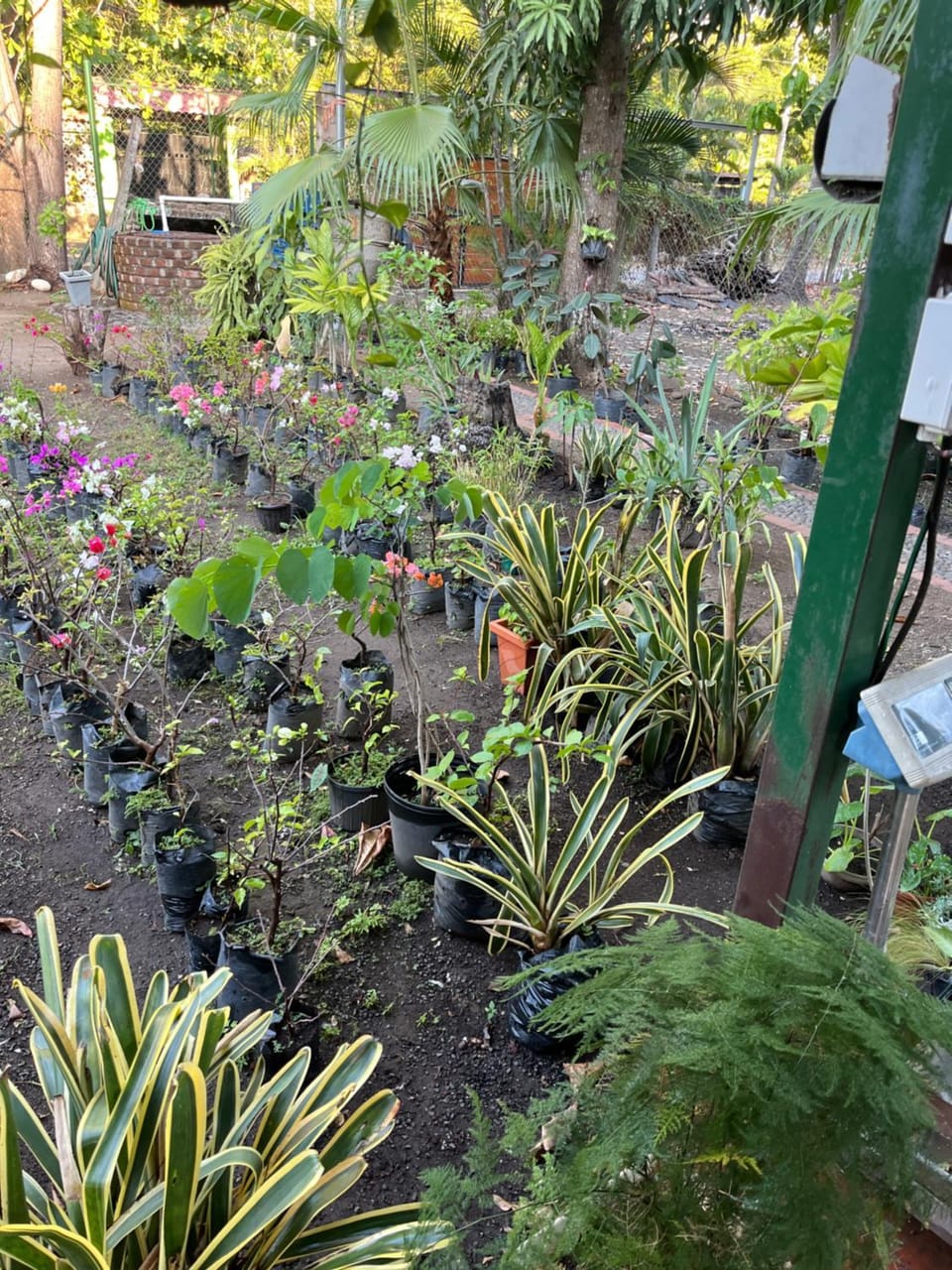 Garden view