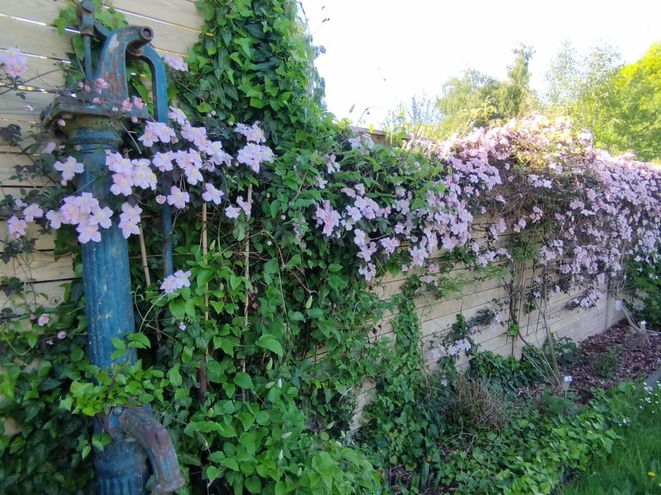 Garden, Garden, Garden view, Garden view