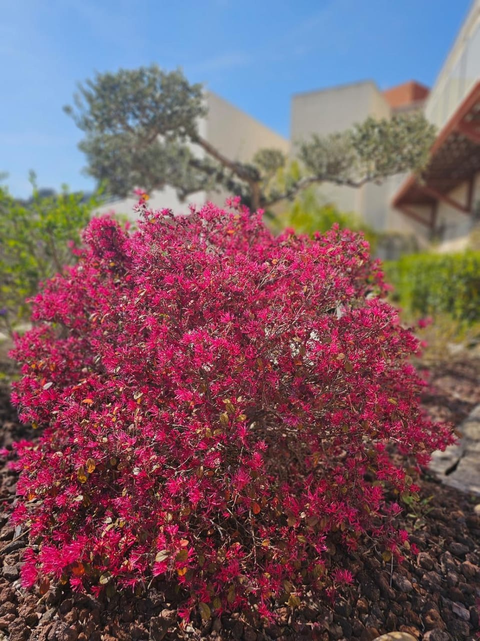 Garden view