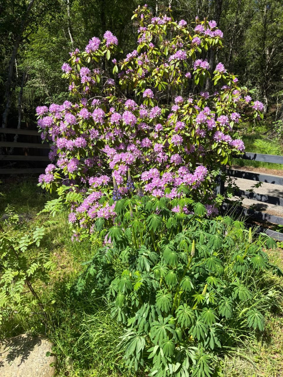 Spring, Day, Natural landscape, Garden, Garden view