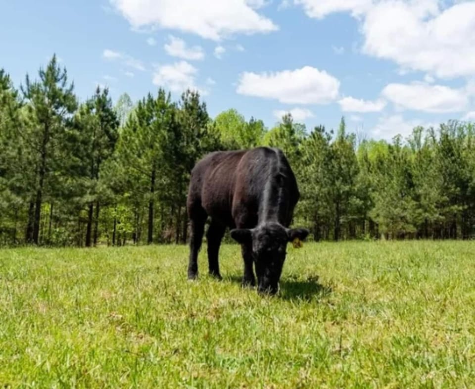 Pine Haven Farms Farm Stay in Smith Mountain Lake