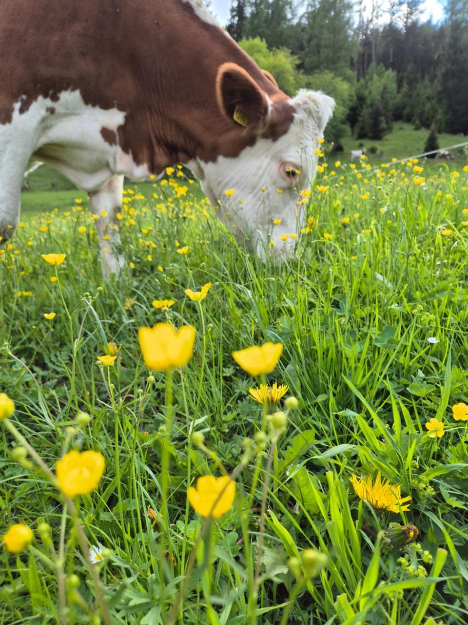 Animals