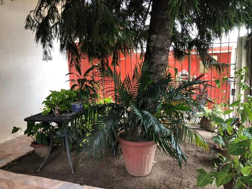 Day, Garden, Garden view