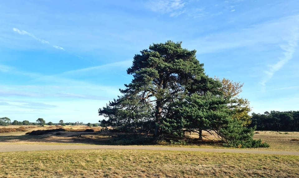 Natural landscape