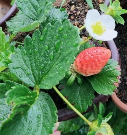 Nuwara Eliya Holiday strawberry home House in Nuwara Eliya